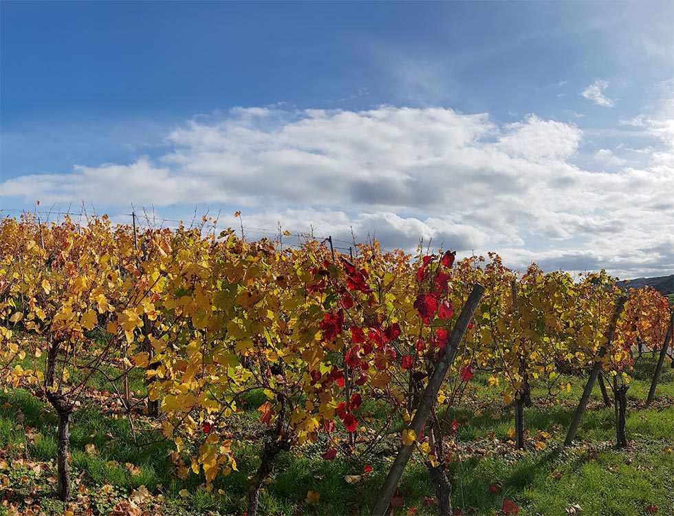 Untersteinbach - Hohenlohe, Weinberge